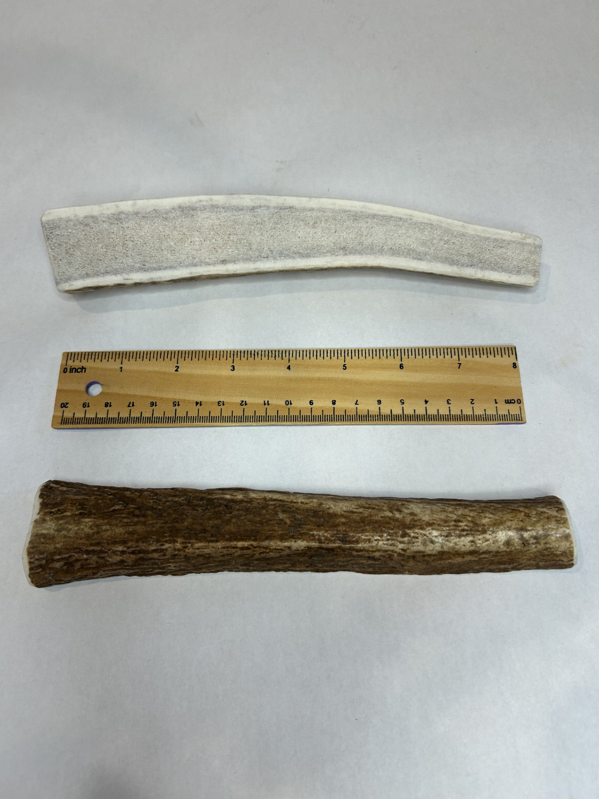 Antlers- Large Moose & Elk Antlers