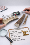 Antlers- Large Moose & Elk Antlers