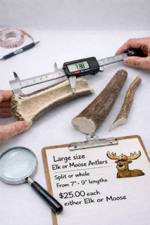 Antlers- Large Moose & Elk Antlers